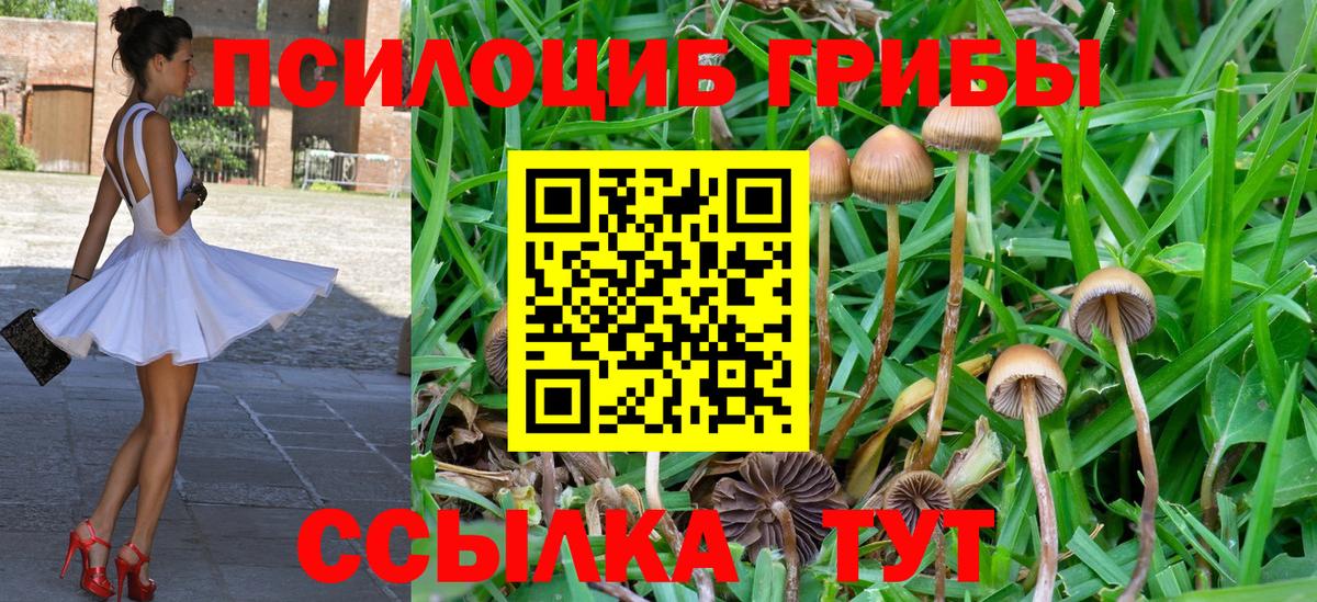 Чернушка  магазин продажи   Вход с VPN  Псилоцибиновые грибы Psilocybe 